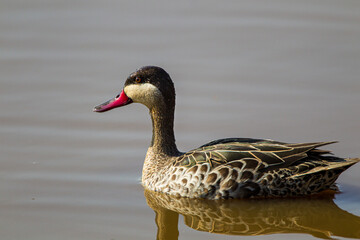Red-billed teal swimming in a pond in the Maasai Mara, Kenya