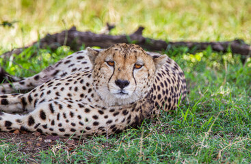Naklejka na ściany i meble Cheetah lying in the shade on a hot afternoon in Kenya's Masai Mara