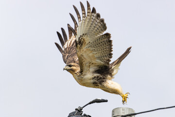 飛び出すノスリ