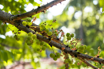 Indian Star Gooseberry,
Phyllanthus emblica, vitamin C