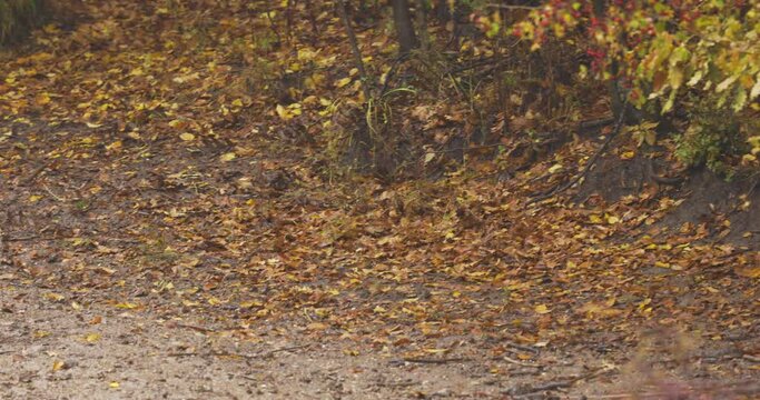 a male pheasant in the forest that gets scared and runs away 
