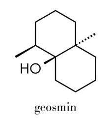 Geosmin earthy flavor molecule. Responsible for the typical taste of beetroot. Skeletal formula.