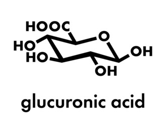 Glucuronic acid molecule. Glucuronidation of xenobiotics plays role in drug metabolism, giving glucuronides. Skeletal formula.