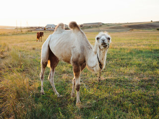 Obraz na płótnie Canvas camel eating grass green field safari park animal