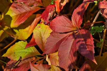 Herbst Natur
Outdoor
Farben
