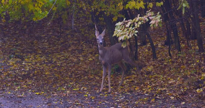 deer in the forest in rainy weather on an autumn day