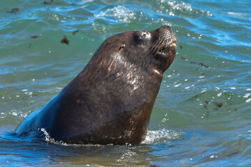 Male Sea Lion , Patagonia, Argentina