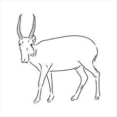 vector silhouette saiga on white background saiga animal vector