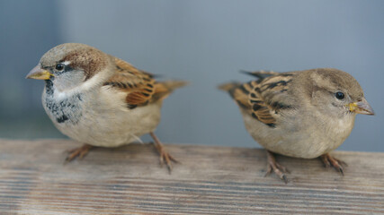 Photography of two urban sparrows. They're looking in different directions. Moscow city street as defocused background. Close up image