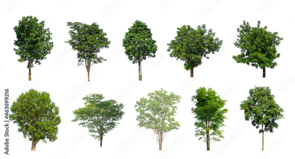Wall mural set of isolated trees on white background , the collection of trees