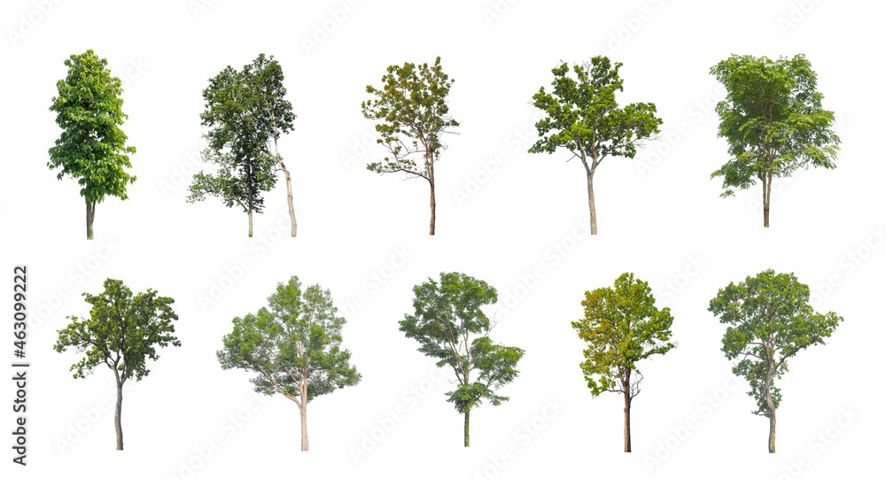 Poster set of isolated trees on white background , the collection of trees