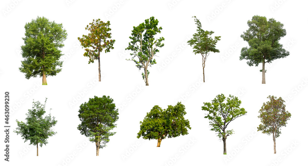 Wall mural set of isolated trees on white background , the collection of trees