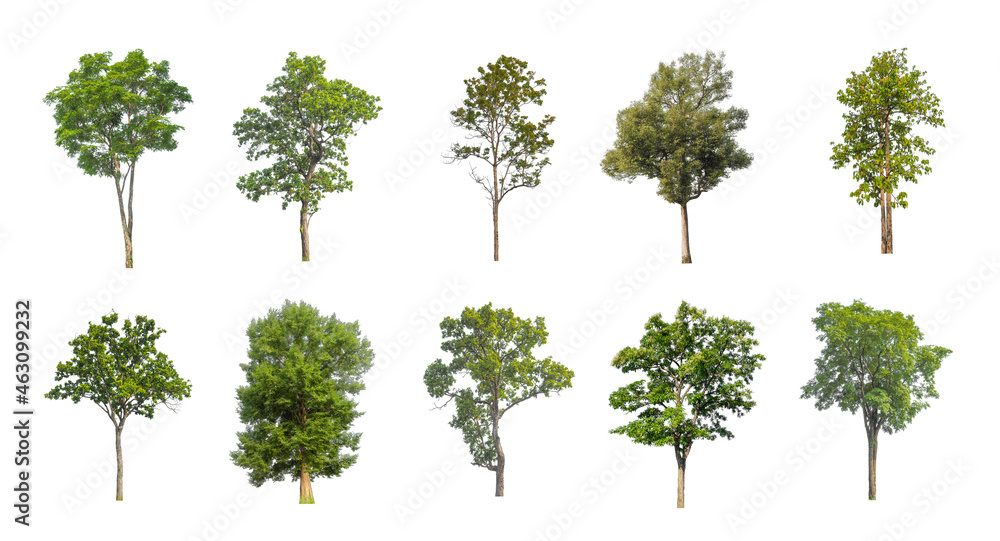 Wall mural set of isolated trees on white background , the collection of trees