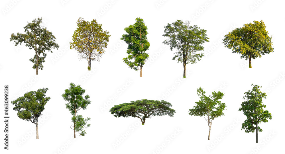 Wall mural set of isolated trees on white background , the collection of trees
