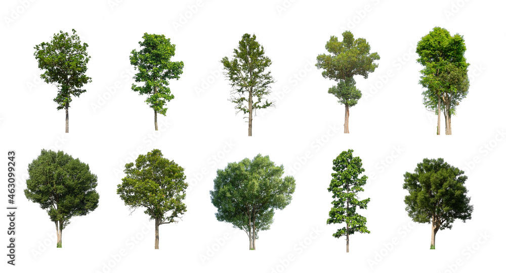 Wall mural set of isolated trees on white background , the collection of trees