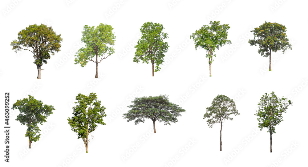 Poster set of isolated trees on white background , the collection of trees