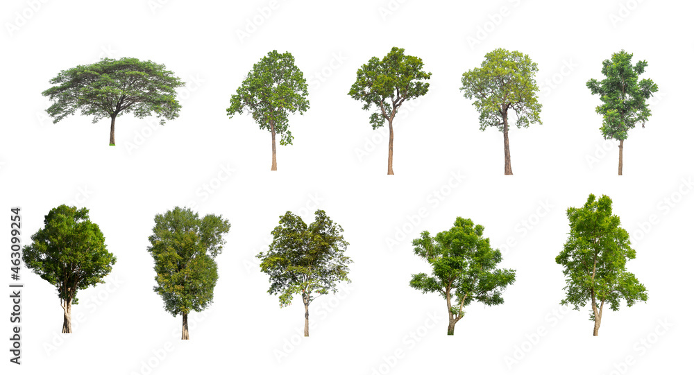 Poster set of isolated trees on white background , the collection of trees