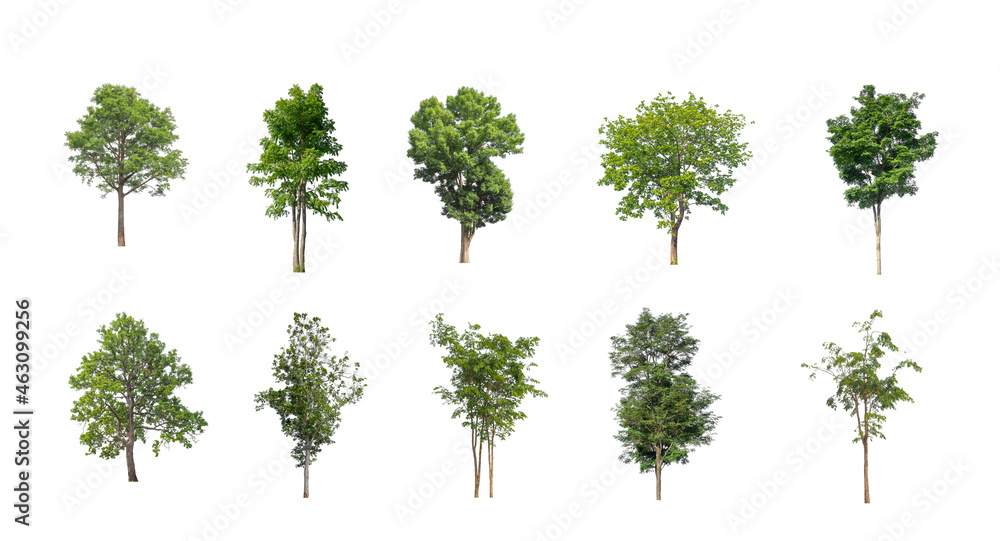 Poster set of isolated trees on white background , the collection of trees