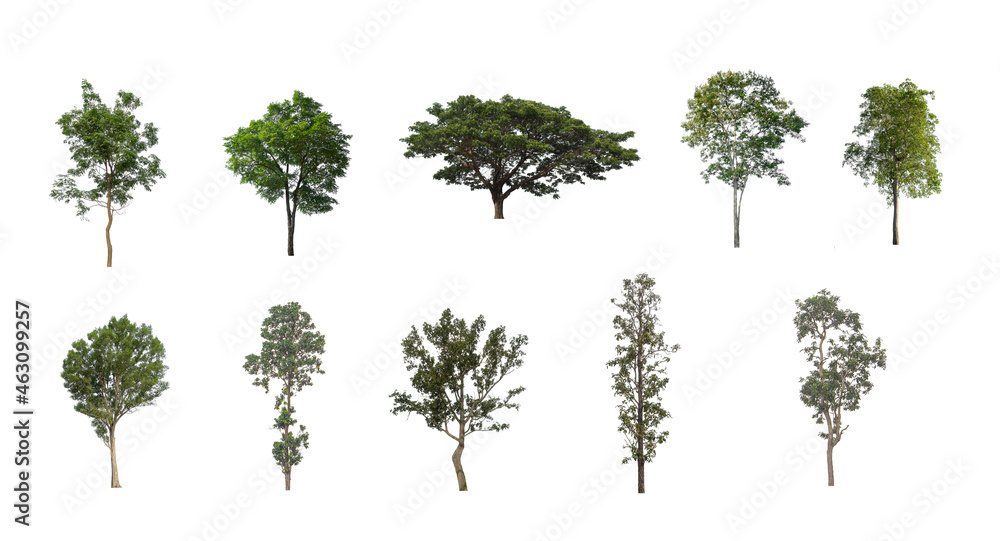 Poster set of isolated trees on white background , the collection of trees