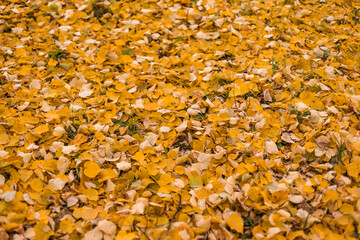 Colorful backround image of fallen autumn leaves perfect for seasonal use.