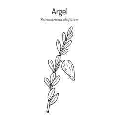 Argel (Solenostemma oleifolium), medicinal plant