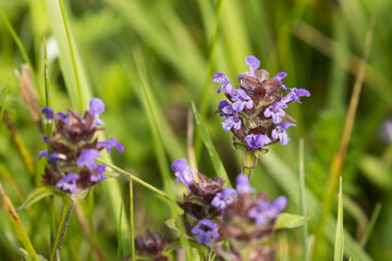 Close-up of a small purple Common self-heal, Prunella vulgaris on a summery meadow. 