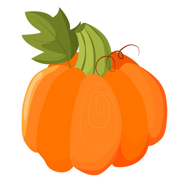 Vector pumpkin with green leaves and tendrils isolated on white background. Realistic vector illustration of a pumpkin. Harvest halloween pumpkin in flat style.