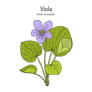 Viola mirabilis, medicinal plant. Hand drawn vector illustration