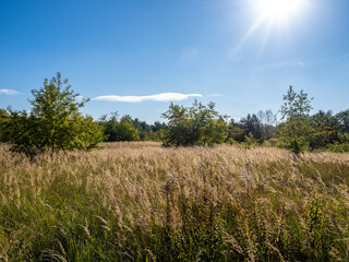 Heide