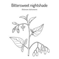 Bittersweet nightshade (Solanum dulcamara), medicinal plant - obrazy, fototapety, plakaty