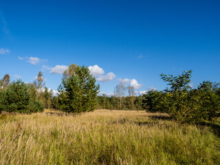 Heide