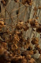 Dried golden hops in autumn