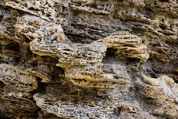 Close-up photo texture of mountain coral stone.