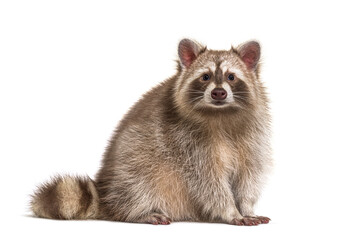 Side view of sitting adult Red Raccoon looking at camera, isolated