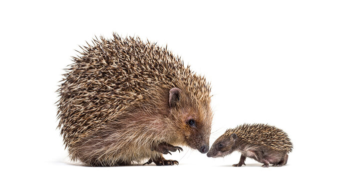 Baby and mother Young European hedgehog together, isolated on white