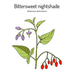 Bittersweet nightshade (Solanum dulcamara), medicinal plant