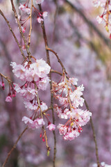 cherry blossom in spring