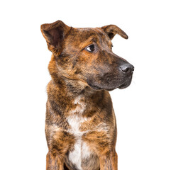Brown Mixed breed dog looking away, banner, isolated on white
