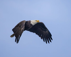 Bald Eagle Flyby