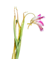 wilted flowers bouquet in a clear glass vase ,Vintage filtered