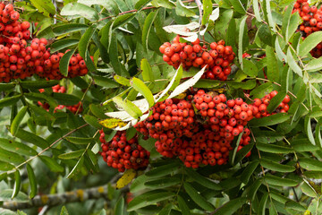 Ripening Rowan, Sorbus aucuparia berries on a late summer day in Northern Europe. 