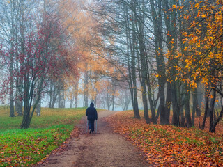 Fototapeta premium Foggy autumn landscape in a park where colorful fallen leaves cover a hiking path. Old man wearing is slowly walking over the leaves. Yellow trees in the background.