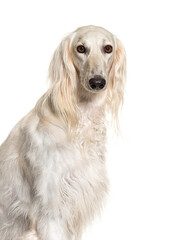 Head shot of a Grey Saluki dog, isolated