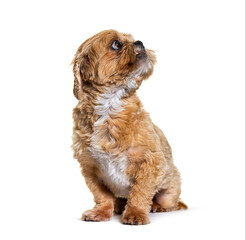 front view on Shih tzu dog looking up, isolated