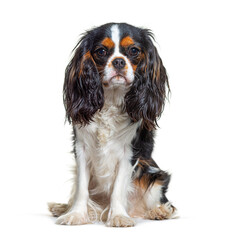 Tri-color Cavalier King Charles dog, sitting and facing at camera, isolated