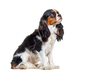 Tri-color Cavalier King Charles dog looking up, sitting in front of white background