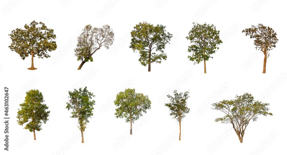 Wall mural set of isolated trees on white background , the collection of trees
