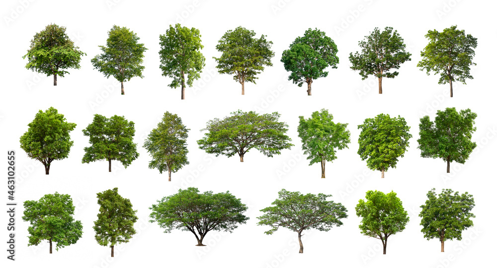 Poster set of isolated trees on white background , the collection of trees