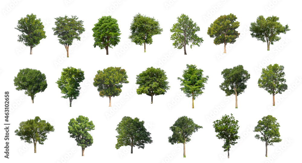 Poster set of isolated trees on white background , the collection of trees