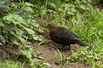 Common blackbird, Turdus merula searching for food on the ground